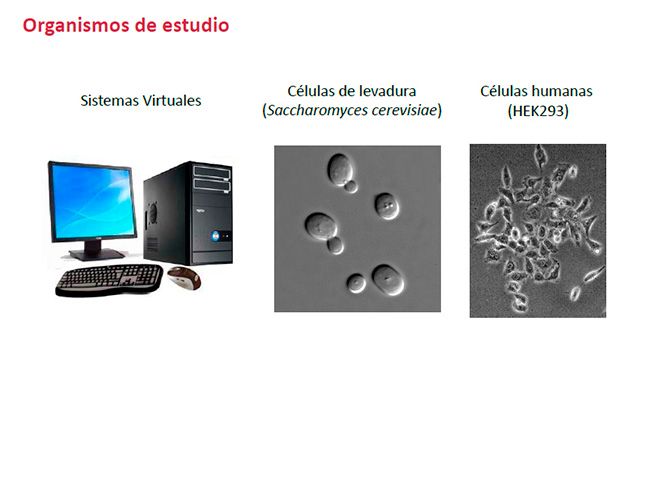Esta imagen se ha eliminado. Por razones de seguridad, sólo se permiten imágenes de dominio local.